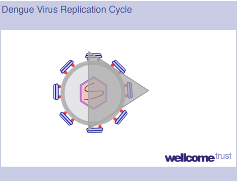 Click to view Wellcome Trust video of Dengue virus replication