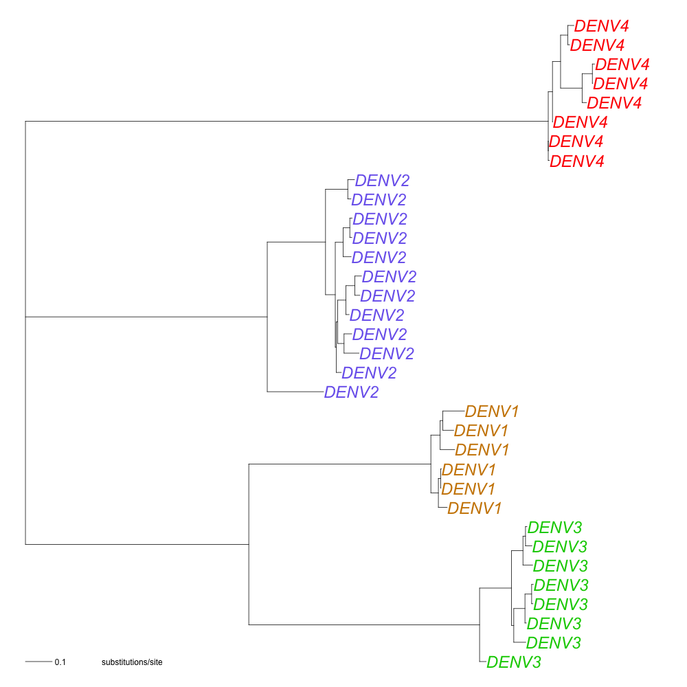 phylogenetic-tree-simple